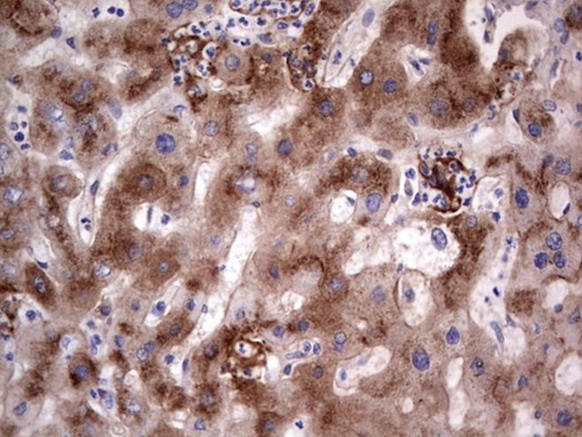 ASPA Antibody in Immunohistochemistry (Paraffin) (IHC (P))