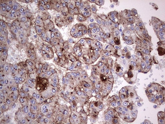 ASPA Antibody in Immunohistochemistry (Paraffin) (IHC (P))