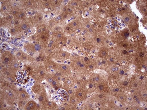 ASPA Antibody in Immunohistochemistry (Paraffin) (IHC (P))