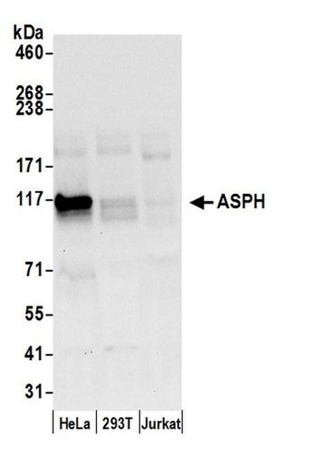 ASPH Antibody in Western Blot (WB)