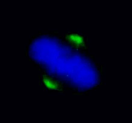 ASPM Antibody in Immunocytochemistry (ICC/IF)