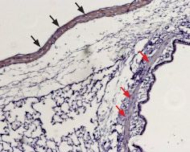 S1PR1 (EDG1) (extracellular) Antibody in Immunohistochemistry (Paraffin) (IHC (P))