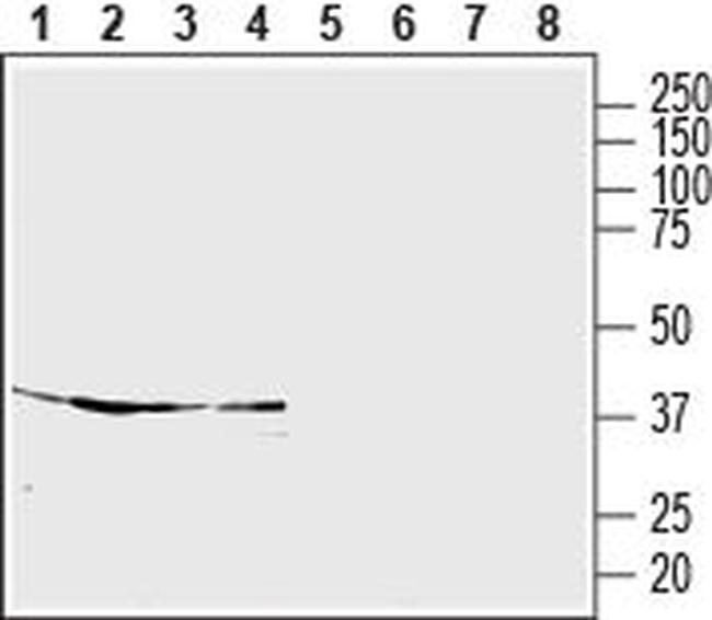 S1PR5/EDG8 (extracellular) Antibody in Western Blot (WB)