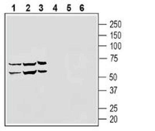 S1PR5/EDG8 (extracellular) Antibody in Western Blot (WB)