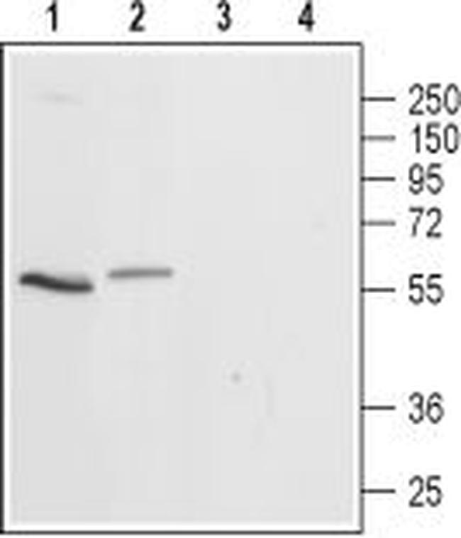 5HT3A Receptor (HTR3A) Antibody in Western Blot (WB)