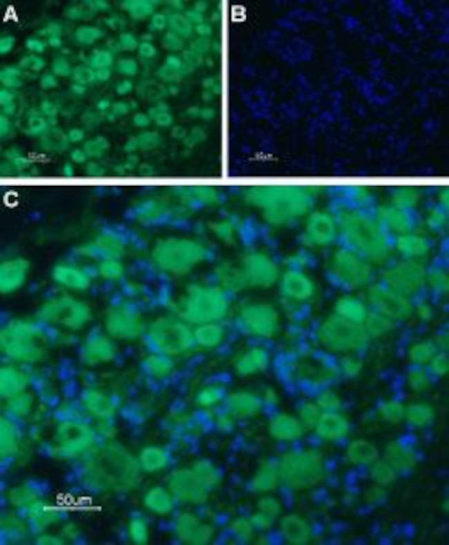 5HT3B Receptor (HTR3B) (extracellular) Antibody in Immunohistochemistry (Frozen) (IHC (F))