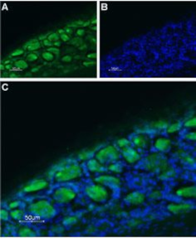 5HT3B Receptor (HTR3B) (extracellular) Antibody in Immunohistochemistry (Frozen) (IHC (F))