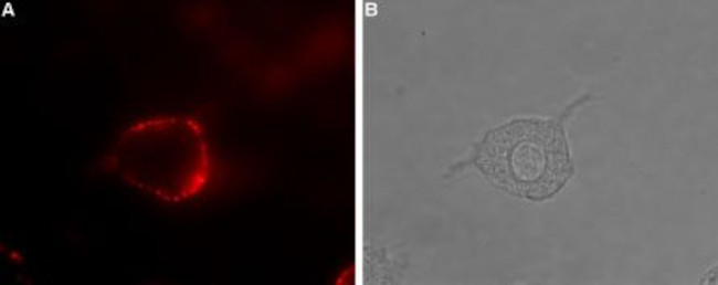 5HT4 Receptor (HTR4) (extracellular) Antibody in Immunocytochemistry (ICC/IF)