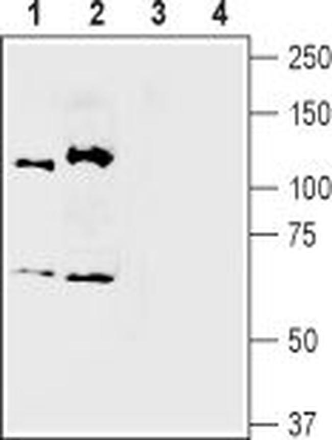 Semaphorin 3A (SEMA3A) Antibody in Western Blot (WB)