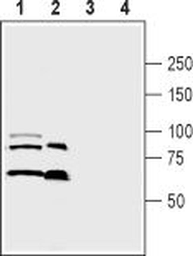 Semaphorin 3A (SEMA3A) Antibody in Western Blot (WB)