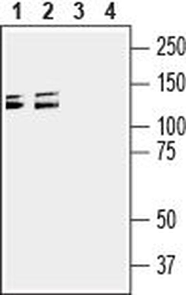 Semaphorin 4D (SEMA4D) (extracellular) Antibody in Western Blot (WB)