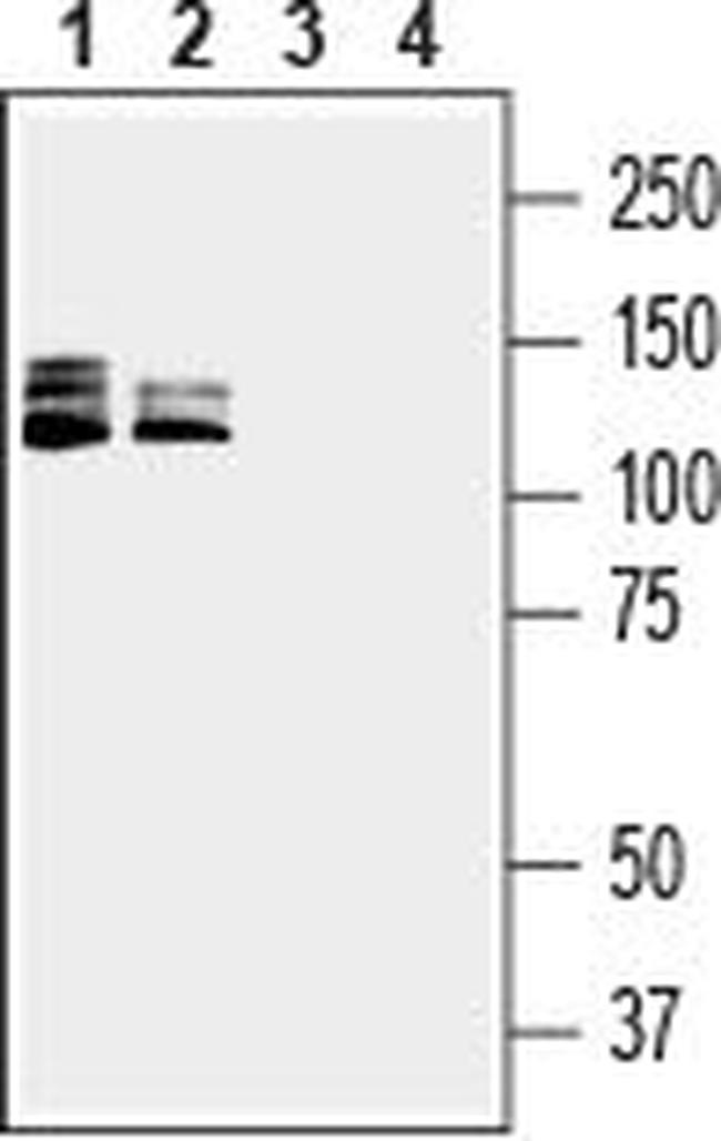 Semaphorin 4D (SEMA4D) (extracellular) Antibody in Western Blot (WB)