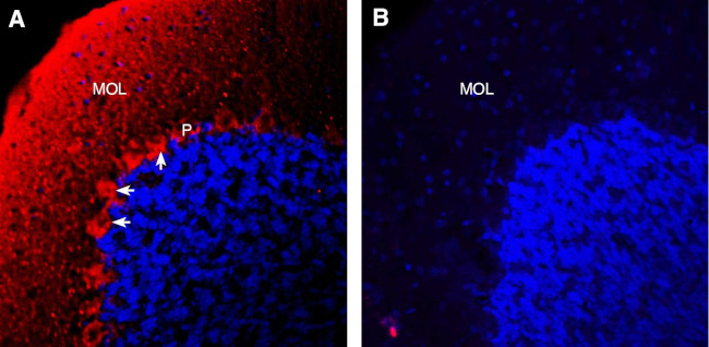 Semaphorin 6A (extracellular) Antibody in Immunohistochemistry (Frozen) (IHC (F))