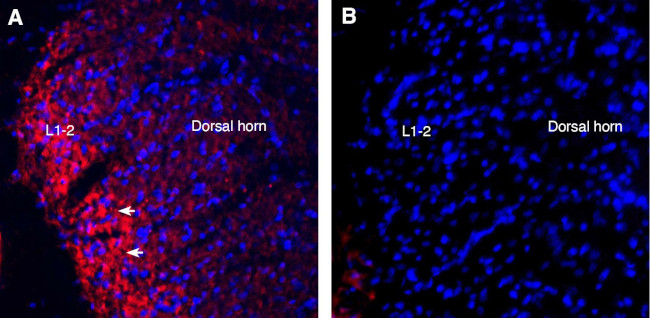 Semaphorin 6A (extracellular) Antibody in Immunohistochemistry (Frozen) (IHC (F))