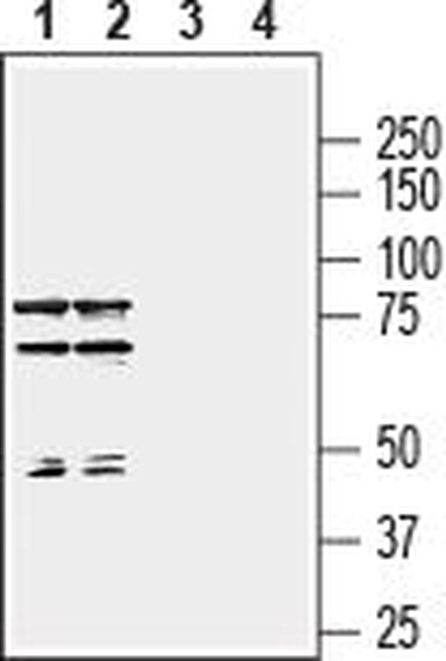 Semaphorin 7A (SEMA7A) (extracellular) Antibody in Western Blot (WB)