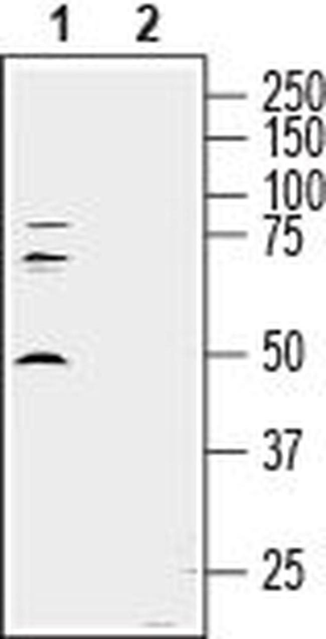 Semaphorin 7A (SEMA7A) (extracellular) Antibody in Western Blot (WB)