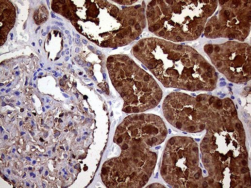 ASS1 Antibody in Immunohistochemistry (Paraffin) (IHC (P))