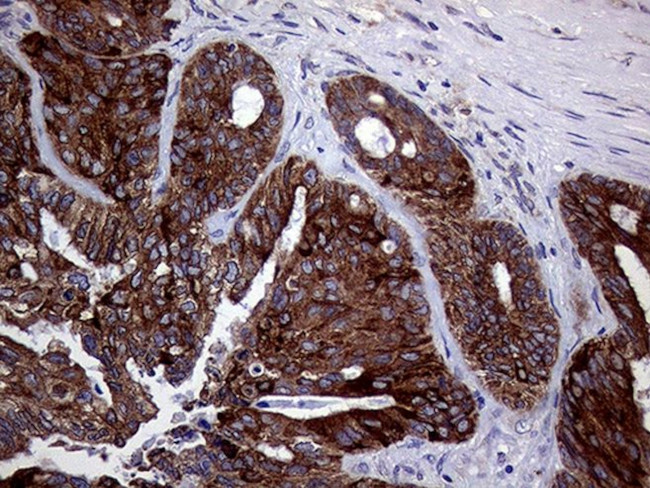 ASS1 Antibody in Immunohistochemistry (Paraffin) (IHC (P))