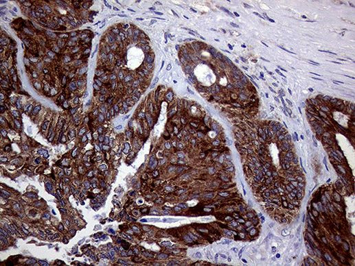 ASS1 Antibody in Immunohistochemistry (Paraffin) (IHC (P))