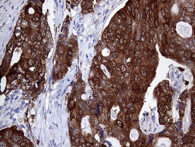 ASS1 Antibody in Immunohistochemistry (Paraffin) (IHC (P))