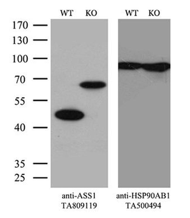 ASS1 Antibody in Western Blot (WB)