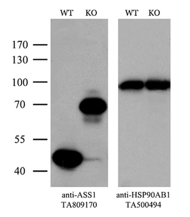 ASS1 Antibody in Western Blot (WB)