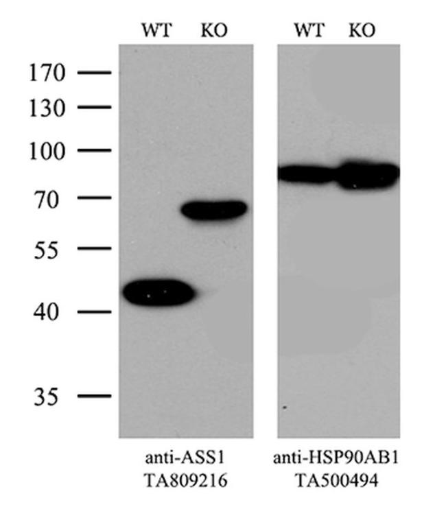 ASS1 Antibody in Western Blot (WB)