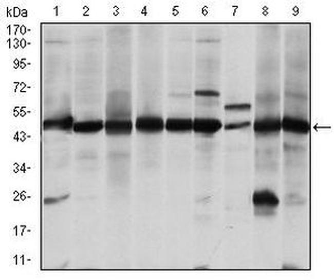 ASS1 Antibody in Western Blot (WB)