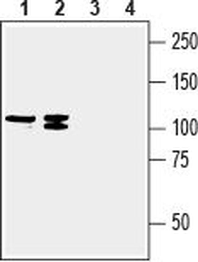 SVCT2/SLC23A2 (extracellular) Antibody in Western Blot (WB)