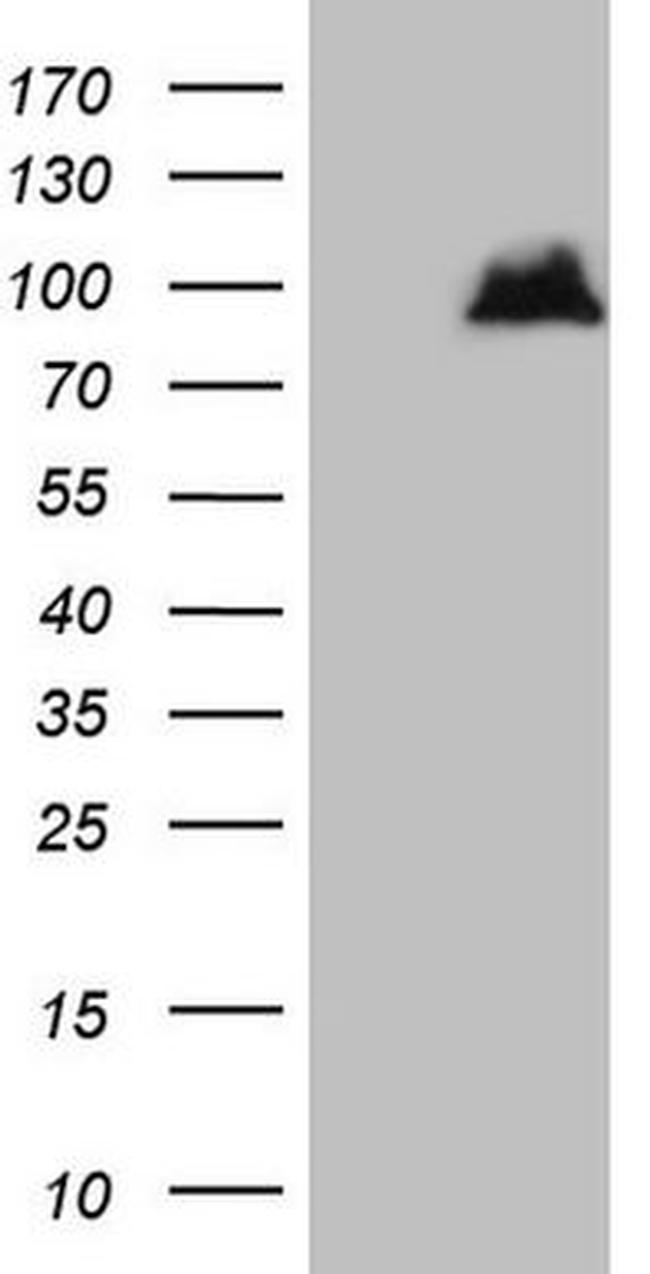 ATG16L1 Antibody in Western Blot (WB)