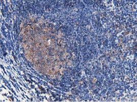 ATG3 Antibody in Immunohistochemistry (Paraffin) (IHC (P))