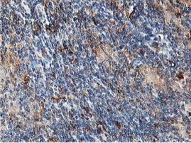 ATG3 Antibody in Immunohistochemistry (Paraffin) (IHC (P))