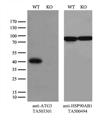 ATG3 Antibody