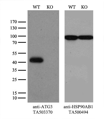 ATG3 Antibody