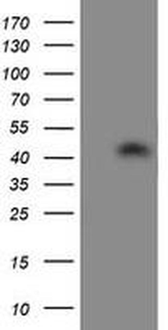 ATG3 Antibody in Western Blot (WB)