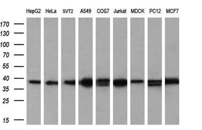 ATG3 Antibody in Western Blot (WB)