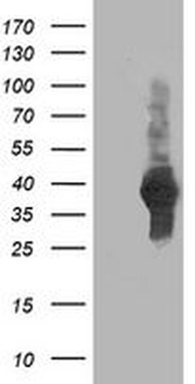 ATG3 Antibody in Western Blot (WB)