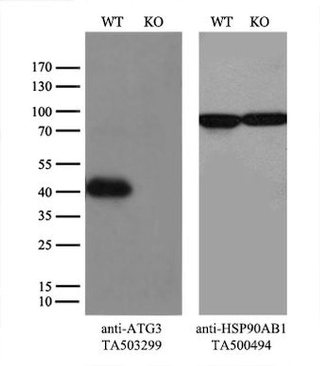 ATG3 Antibody in Western Blot (WB)