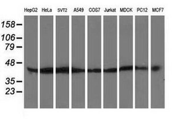 ATG3 Antibody in Western Blot (WB)