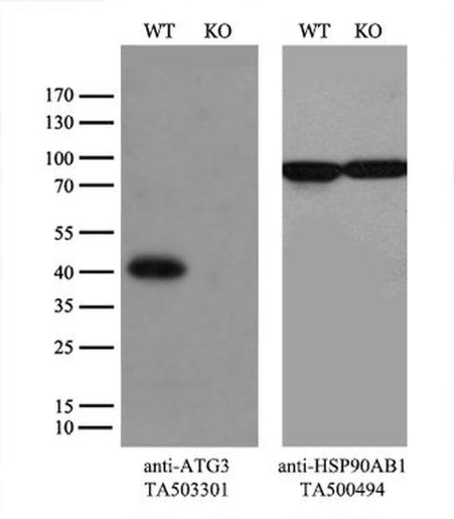 ATG3 Antibody in Western Blot (WB)