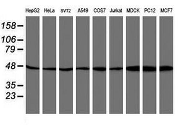 ATG3 Antibody in Western Blot (WB)