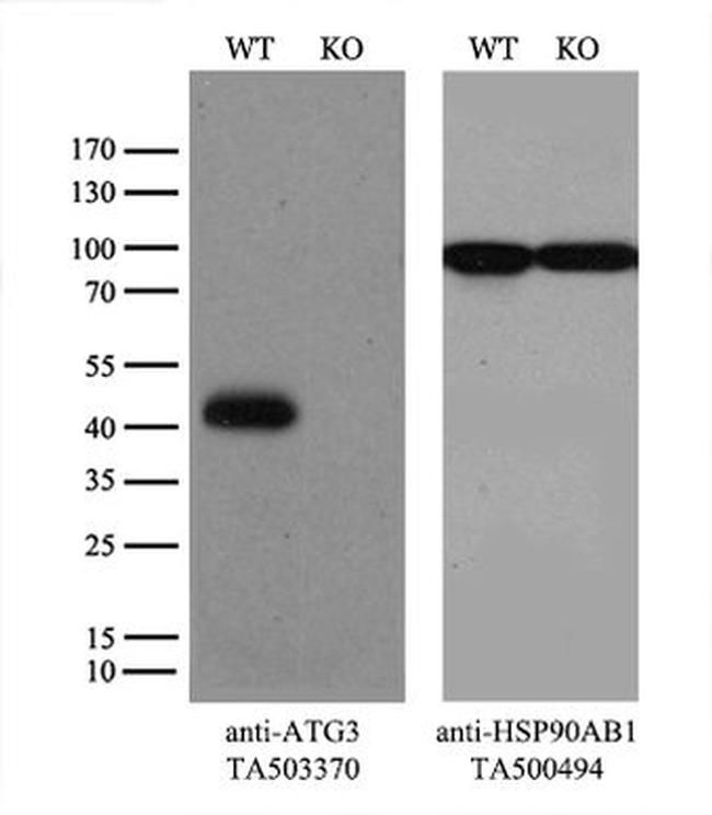 ATG3 Antibody in Western Blot (WB)