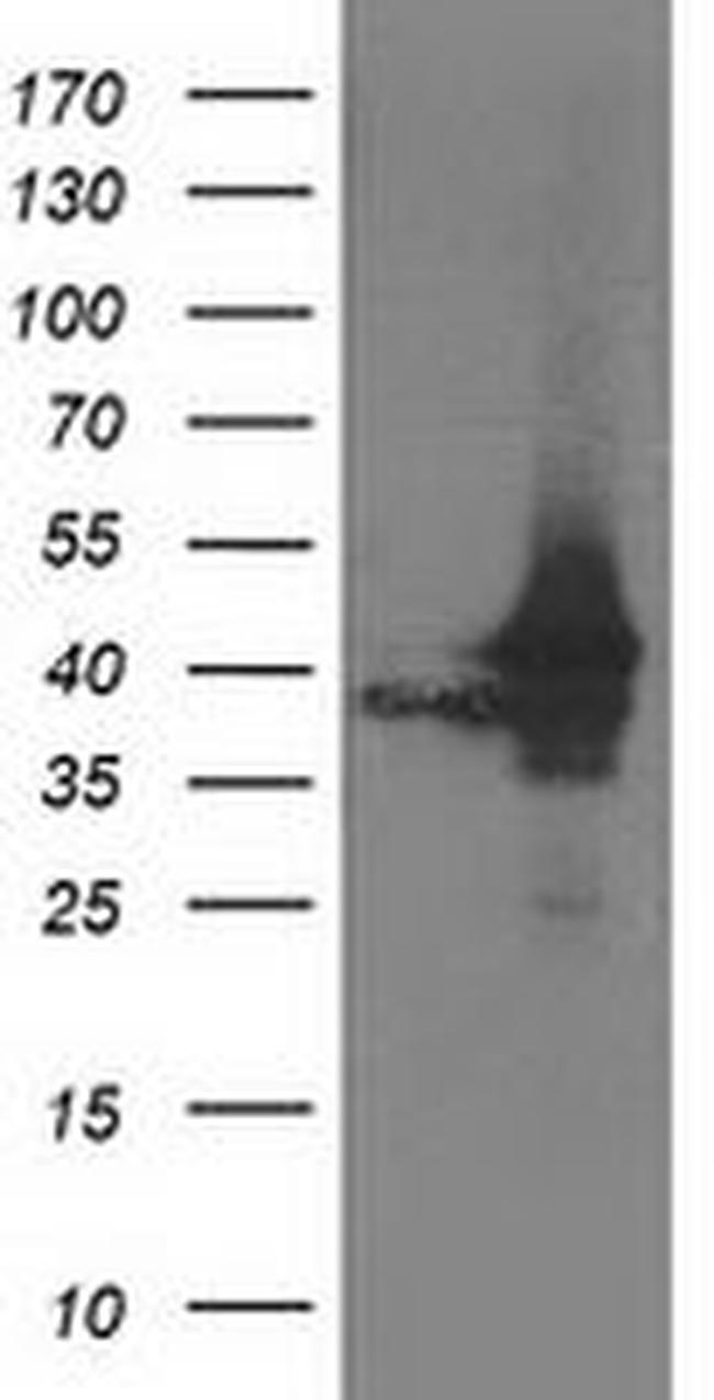 ATG3 Antibody in Western Blot (WB)