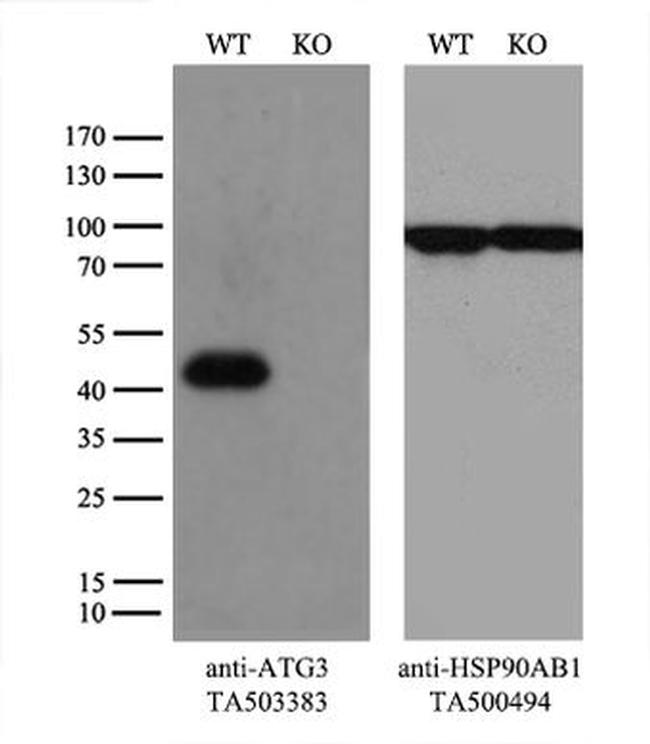 ATG3 Antibody in Western Blot (WB)