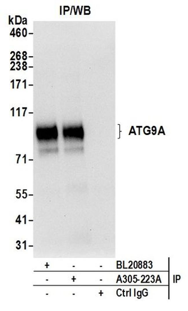 ATG9A Antibody in Western Blot (WB)