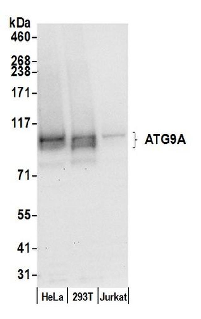 ATG9A Antibody in Western Blot (WB)