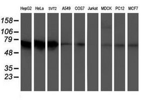 ATIC Antibody in Western Blot (WB)