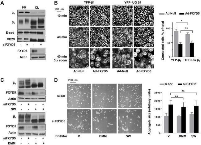 ATP1B1 Antibody in Western Blot (WB)