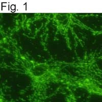 ATP Synthase beta Antibody in Immunocytochemistry (ICC/IF)