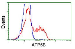 ATP5B Antibody in Flow Cytometry (Flow)